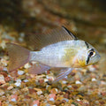 Bolivian Ram (Mikrogeophagus altispinosus) (Red Belly)