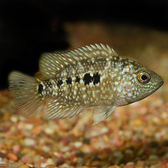 Texas Cichlid (Herichthys cyanoguttatus)