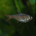 Tank-Raised Colombian Redfin Tetra (Hyphessobrycon columbianus)