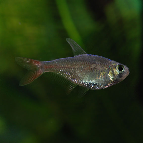 Tank-Raised Colombian Redfin Tetra (Hyphessobrycon columbianus)