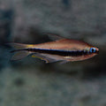 Emperor Tetra (Nematobrycon palmeri)