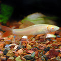 Albino Rainbow Shark (Epalzeorhynchos frenatum)