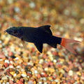 Redtail Black Shark (Epalzeorhynchos bicolor)