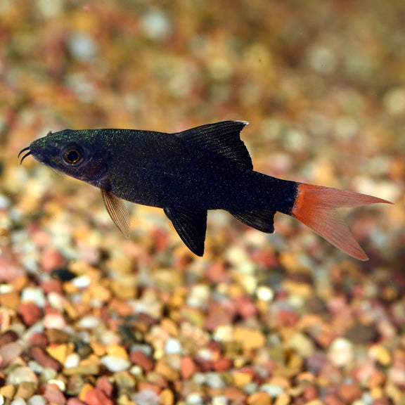 Redtail Black Shark (Epalzeorhynchos bicolor)