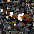 Sexy Anemone Shrimp (Thor amboinensis)