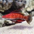 Longfin Fairy Wrasse (Cirrhilabrus rubriventralis)
