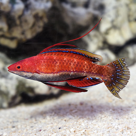 Longfin Fairy Wrasse (Cirrhilabrus rubriventralis)