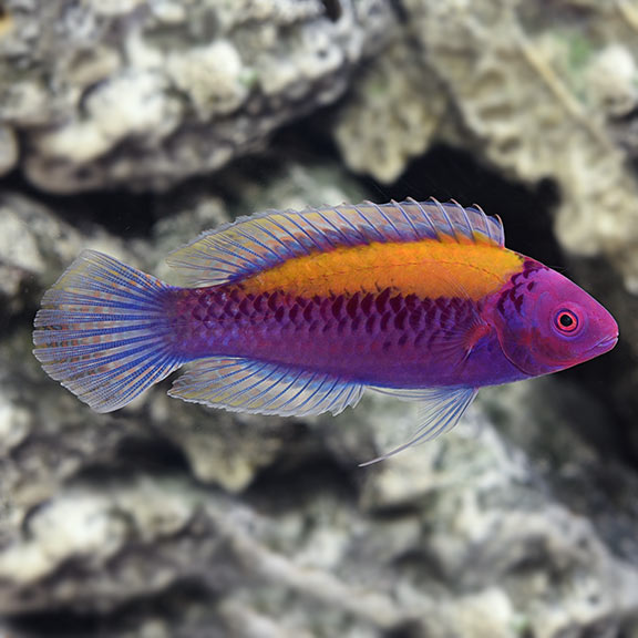 Orangeback Fairy Wrasse (Cirrhilabrus aurantidorsalis)