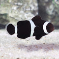 Black Ocellaris Clownfish (Amphiprion ocellaris)