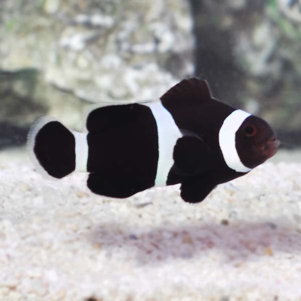 Black Ocellaris Clownfish (Amphiprion ocellaris)