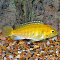 Yellow Labidochromis (Electric Yellow) (Labidochromis caeruleus)