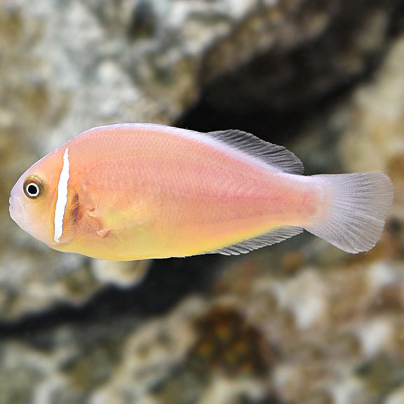 Pink Skunk Clownfish (Amphiprion perideraion)