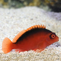 Scarlet Hawkfish (Neocirrhites armatus)