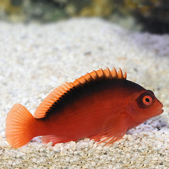Scarlet Hawkfish (Neocirrhites armatus)