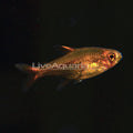 Ember (Red) Tetra (Hyphessobrycon amandae)