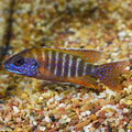 Red Peacock Cichlid (Aulonocara sp.)