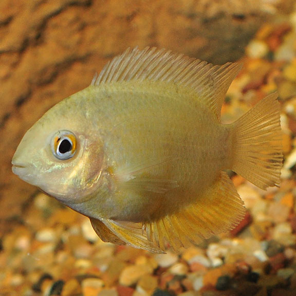 Gold Severum (Heros sp.)