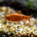Male Rosy Barb (Pethia conchonius)