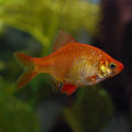 Albino Tiger Barb (Puntius tetrazona)