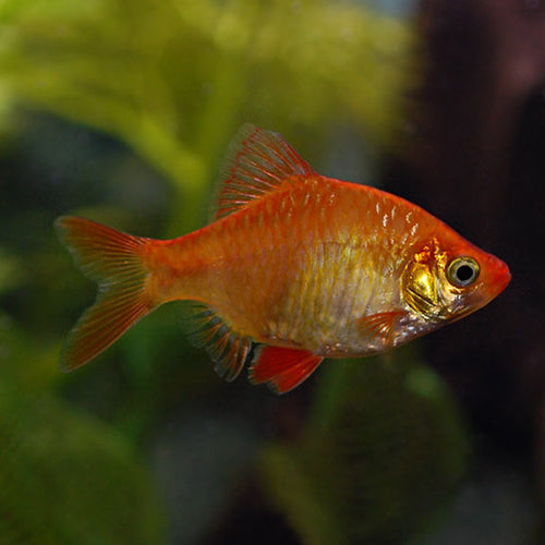 Albino Tiger Barb (Puntius tetrazona)