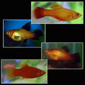 Assorted Platy