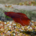 Show Male Betta (Betta splendens)