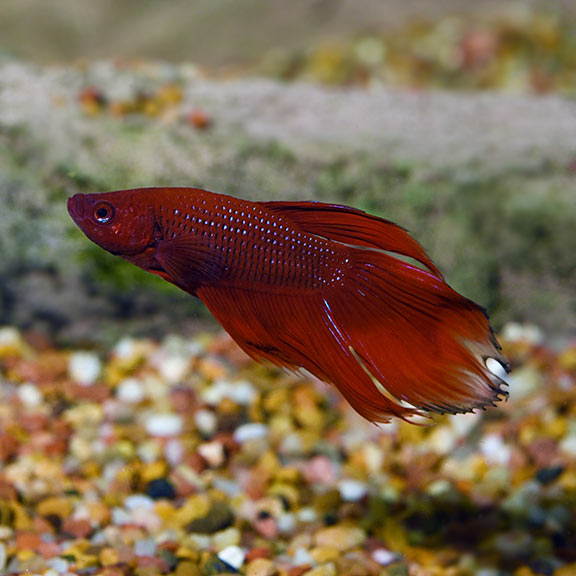 Show Male Betta (Betta splendens)