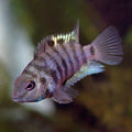 Blue Convict Cichlid (Amatitlania nigrofasciata)