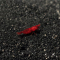Bloody Mary Shrimp (Neocaridina sp.)