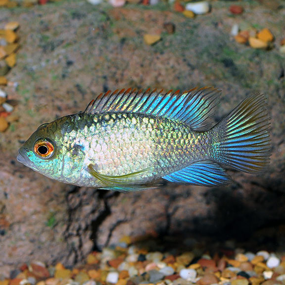 Blue Acara (Andinoacara pulcher)
