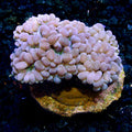 White Bubble Coral (Plerogyra sp.)