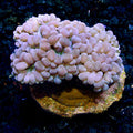 White Bubble Coral (Plerogyra sp.)