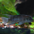 Tank-Raised Buffalo Head Cichlid (Steatocranus casuarius)