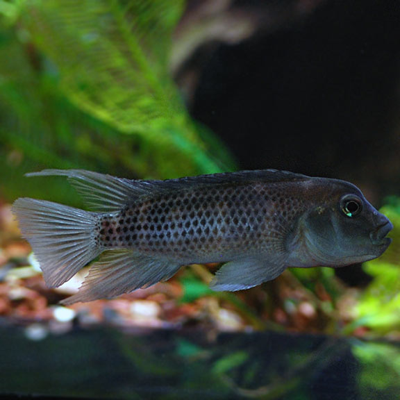 Tank-Raised Buffalo Head Cichlid (Steatocranus casuarius)