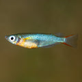 Daisy's Ricefish (Oryzias woworae)