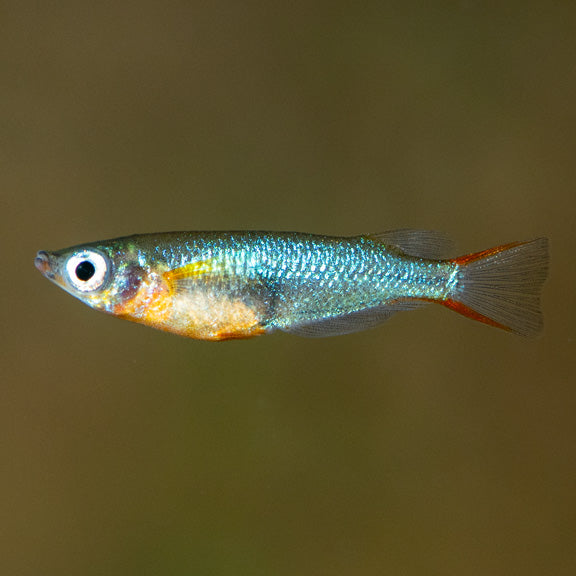 Daisy's Ricefish (Oryzias woworae)