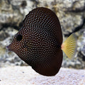 Gem Tang (Zebrasoma gemmatum)