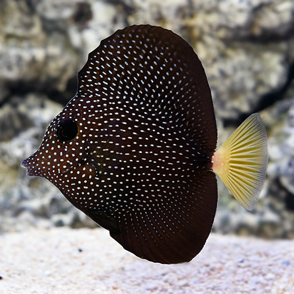 Gem Tang (Zebrasoma gemmatum)