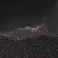 Ghost Shrimp (Palaemonetes sp.)
