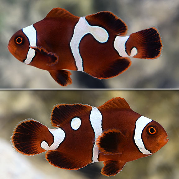 Gold Bar Maroon Clownfish (Premnas biaculeatus)