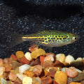 Wild Gold Ring Danio (Danio sp.)