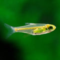 Neon Green Rasbora (Microdevario kubotai)