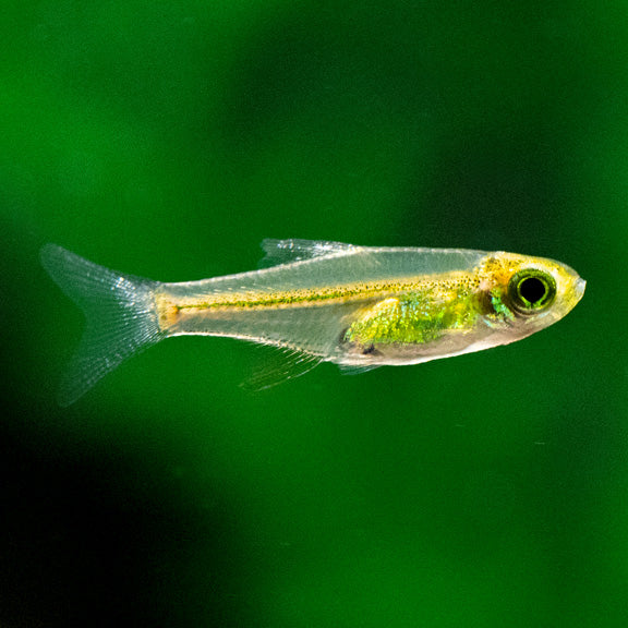 Neon Green Rasbora (Microdevario kubotai)