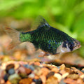 Green Tiger Barb (Puntius tetrazona)
