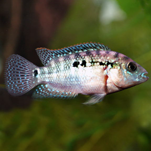 Jack Dempsey (Rocio octofasciata)