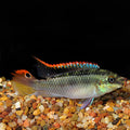 Kribensis Cichlid (Pelvicachromis pulcher)