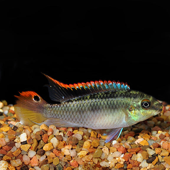 Kribensis Cichlid (Pelvicachromis pulcher)