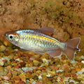 Congo Tetra (Phenacogrammus interruptus)