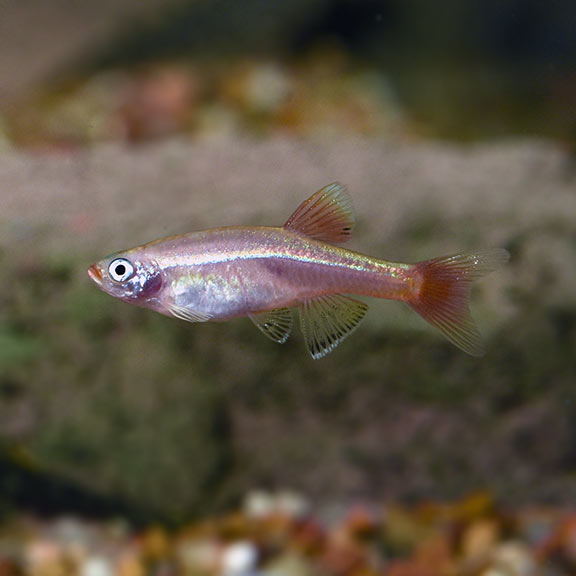 Gold White Cloud Minnow (Tanichthys albonubes)