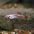 Gold White Cloud Minnow (Tanichthys albonubes)